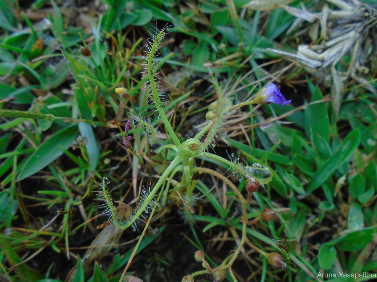 Drosera indica L.